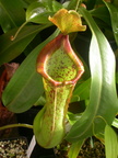 N. x spathulata x maxima