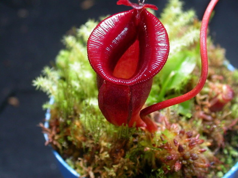 Nepenthes jacquelineae photos