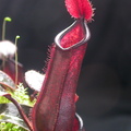 N. muluensis