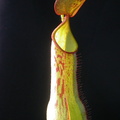 N. mindanaoensis