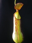 N. mindanaoensis