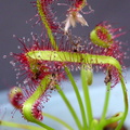 Drosera_capensis_'typical]