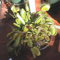 50 year old vft today