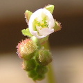 Burmanii green partial flower