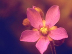 Drosera aff natalensis flower 012404 2