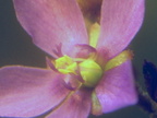 Drosera aff natalensis flower 012504 1