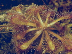 Drosera aff natalensis plant 012404 1