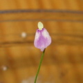 Utricularia arenaria flower 8