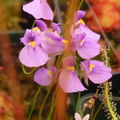 Utricularia blanchetti dark violet 010503 1