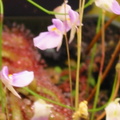 Utricularia blanchetti light violet 010503 1