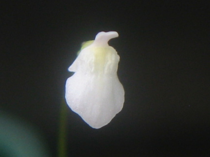 Utricularia delicatula flower 080304 4