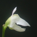 Utricularia delicatula flower 080304 6