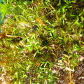 Utricularia delicatula leaf detail 072103 1