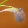 Utricularia graminifolia flower 101903 2
