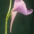 Utricularia heterosepala flower 050304 27