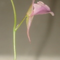 Utricularia heterosepala flower 050304 33