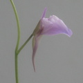 Utricularia heterosepala flower 050304 5
