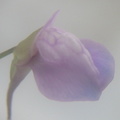 Utricularia heterosepala flower 050304 7