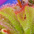 aliciae split leaf