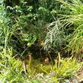 Utricularia pond, incl. Sarracenia's and Darlingtonia
