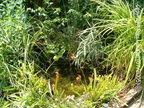 Utricularia pond, incl. Sarracenia's and Darlingtonia