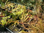 Drosera and Dionaea