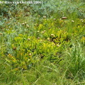 Sarracenia purpurea subsp. purpurea in Switserland