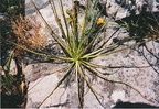 Drosophyllum lusitanicum in the South of Spain, near Ubrique (may/2003)