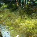 Utricularia pond: UT03 U. inflata, and UT04 U. gibba