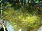 Utricularia pond: UT03 U. inflata, and UT04 U. gibba