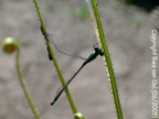 DL01, D. lusitanicum catched a dragonfly