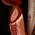 NE01, N. albomarginata 'Penang red'