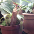 Nepenthes sanguinea