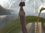 Nepenthes  willem vrooland (wimp)