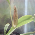 Nepenthes stenophylla x rokko pitcher