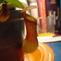 Nepenthes x ventrata