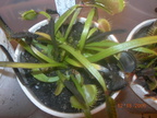 D. Arching Flat Skinny Leaves