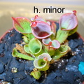 h. minor