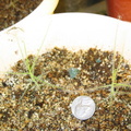 b. liniflora from seed