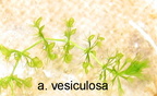 a. vesiculosa