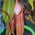 N. sanguinea pitcher