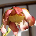my first sarracenia flower, before the plant was killed by a heat wave (i was on vacation)