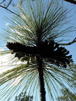 At the Nature trail in Wilmington...&quot;Little Big Pine&quot;...a longleaf pine sapling trying to play with the big boys with