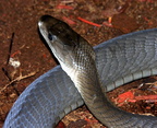 Snakes from Serpentorium 1-07