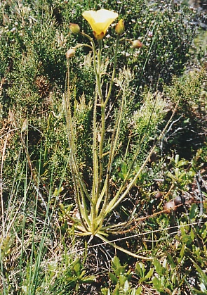 Drosophyllum1.jpg